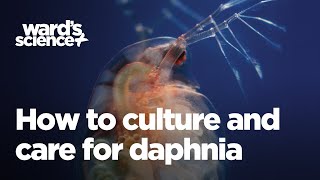 Caring and Culturing for Daphnia [upl. by Yelbmik856]