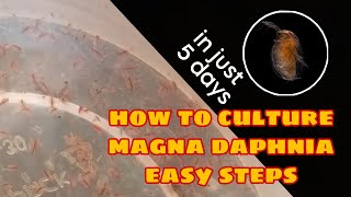 How to Culture Magna Daphnia Easily [upl. by Onitram]