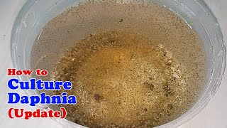 How to Culture Daphnia Update with ZERO Cost  Unlimited Live Food for Our Fish [upl. by Cumine750]