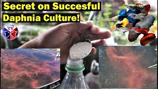 How to Culture Daphnia Successfully [upl. by Audette]