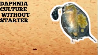 HOW TO CULTURE DAPHNIA NATURALLY WITHOUT A STARTER [upl. by Ty514]