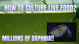 How to Culture Daphnia Secret Method to Breed MILLIONS  Simply Aquatic [upl. by Kelwen]