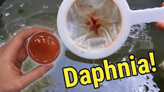 How I Culture Daphnia In Outdoor Tubs [upl. by Charteris]