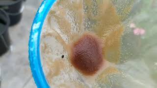 How to culture daphnia moina in a small container Part 1 English Subtitle [upl. by Modie]