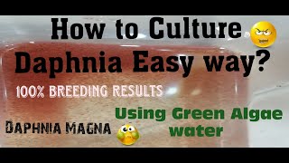 Daphnia MagnaHow to Culture Daphnia Easy wayCulturing Daphnia using Green water Daphnia [upl. by Ribaudo]