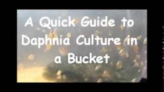 How to culture daphnia outside [upl. by Maureen335]