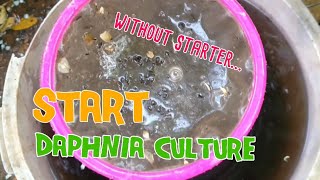 How to culture daphnia moina the easy way 1  Starting the Daphnia culture [upl. by Maclaine]