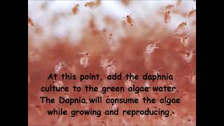 Daphnia  How to grow daphnia in your home [upl. by Gilligan]