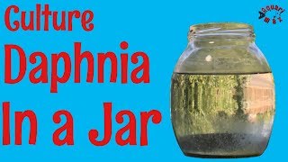 How to Culture Daphnia in a Jar [upl. by Notnirt]