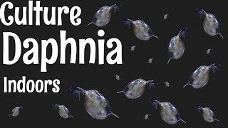 How to Culture Daphnia [upl. by Cresida]