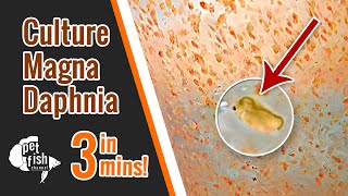 How to culture DAPHNIA MAGNA  The easy way [upl. by Inoue]