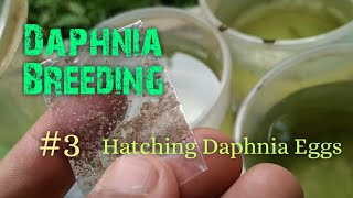 Daphnia Culture made simple and easy 3  Hatching Daphnia eggs [upl. by Marj]