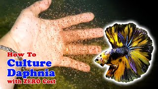 How to Culture Daphnia with ZERO Cost  Unlimited Live Food For Our Fish [upl. by Ettenajna984]