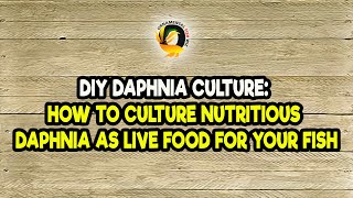 DIY Daphnia Culture How to Culture Nutritious Daphnia as Live Food for Your Fish [upl. by Ajtak424]