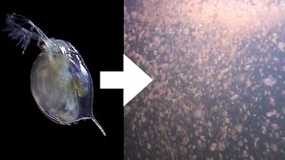 How I Culture Daphnia [upl. by Brenna]