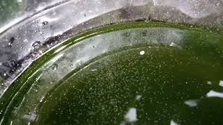 DAPHNIA MOINA CULTURE IN A SMALL BUCKET [upl. by Tumer572]