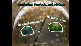 How To Culture Daphnia and Moinas using Green Water Spirulina powder [upl. by Benyamin]