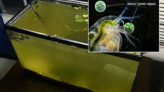 Raising Daphnia for the Freshwater Aquarium [upl. by Tehc]