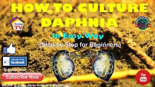 HOW TO CULTURE DAPHNIA In Easy Way [upl. by Ameluz824]